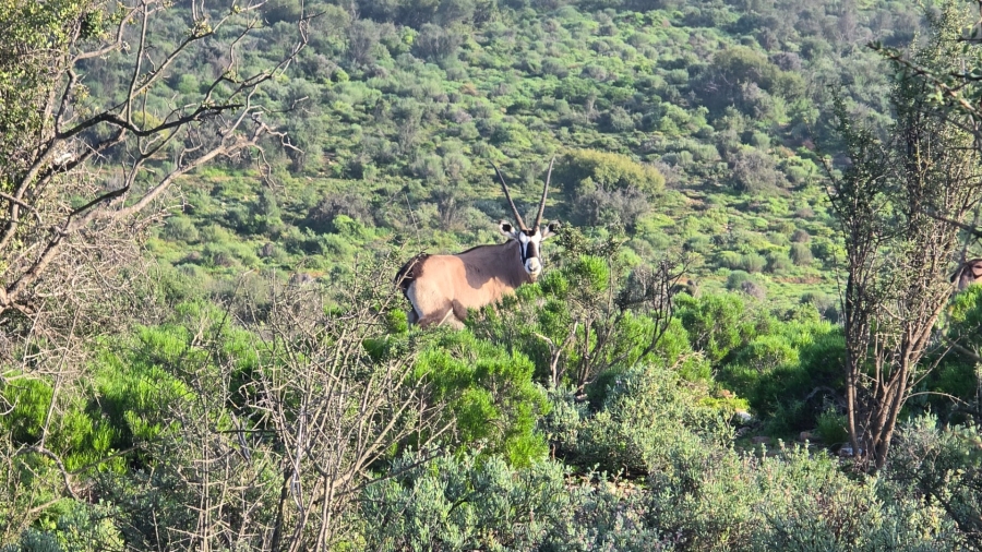 Commercial Property for Sale in Oudtshoorn Rural Western Cape